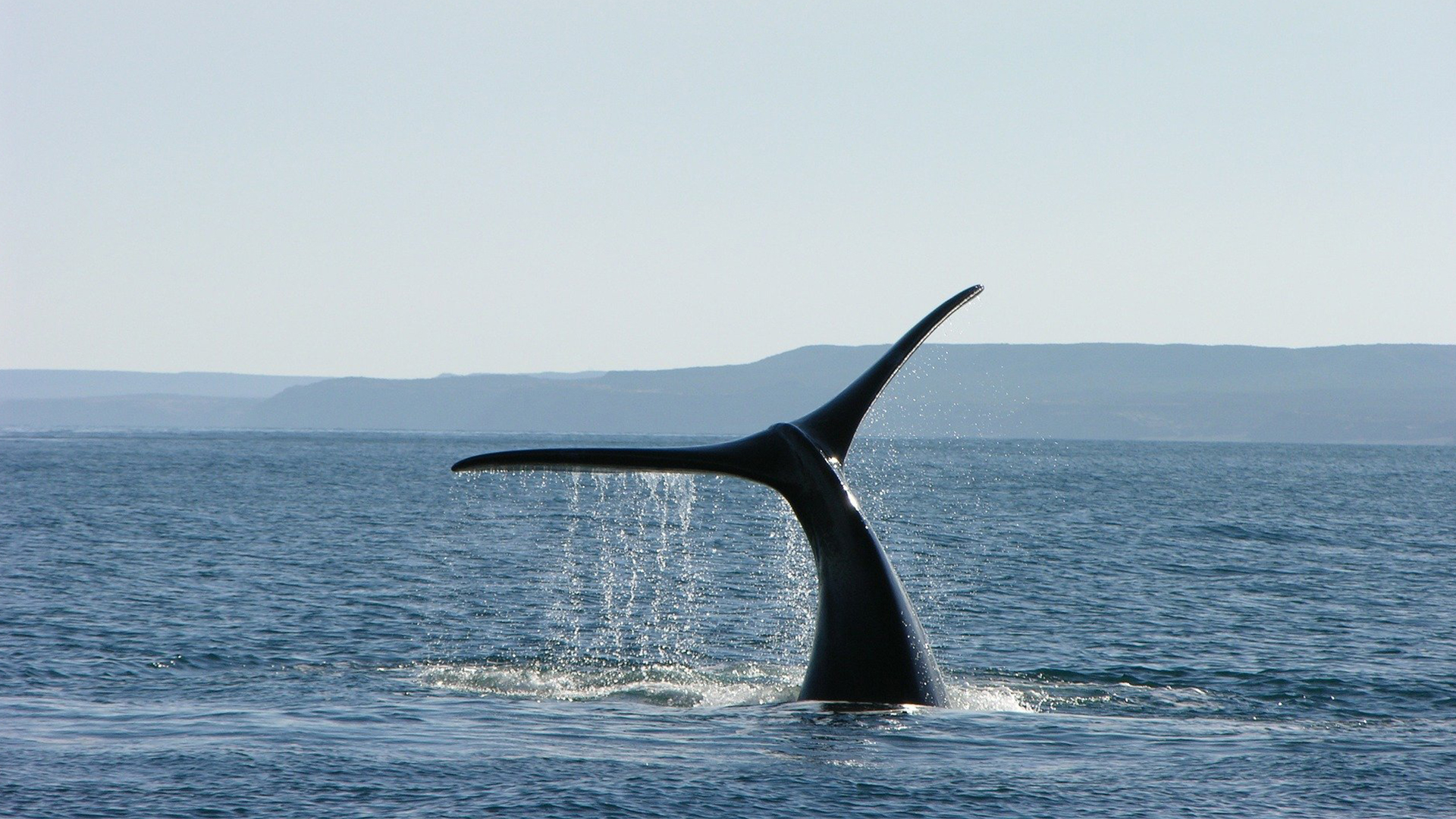 Puerto Madryn al natural